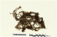 藏品(大羽苔)的圖片